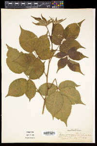 Rubus frondosus image