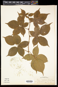 Rubus frondosus image