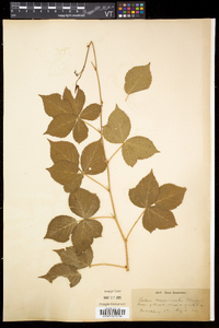 Rubus recurvicaulis image