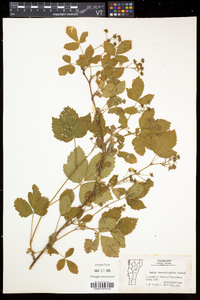 Rubus recurvicaulis image