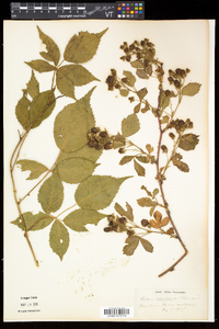 Rubus frondosus image