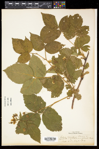 Rubus frondosus image