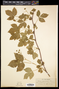 Rubus recurvicaulis image