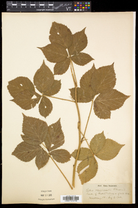 Rubus recurvicaulis image