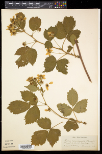 Rubus recurvicaulis image