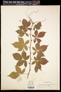 Rubus recurvicaulis image