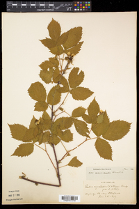 Rubus recurvicaulis image