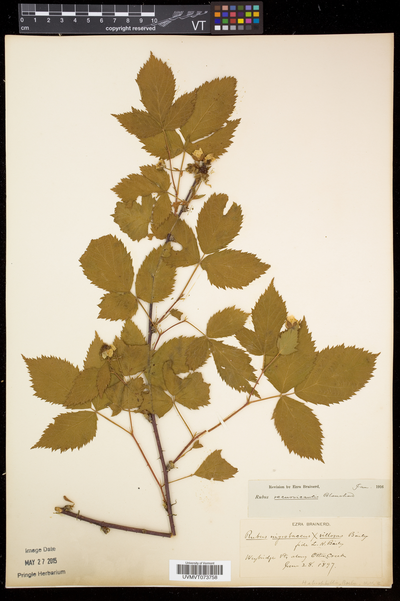 Rubus recurvicaulis image