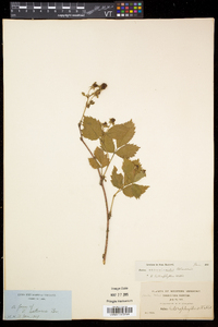 Rubus recurvicaulis image