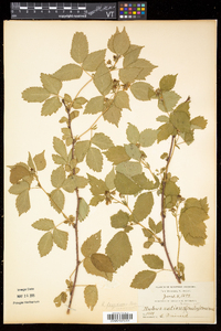 Rubus frondosus image