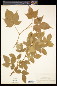 Rubus frondosus image