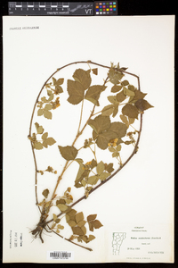 Rubus semisetosus image