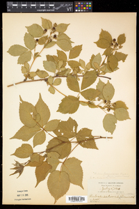 Rubus frondosus image