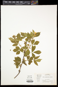 Rubus semisetosus image