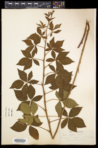 Rubus setosus image