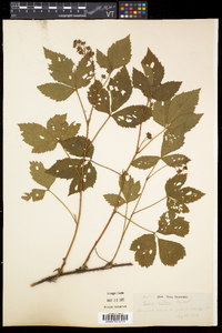 Rubus setosus image