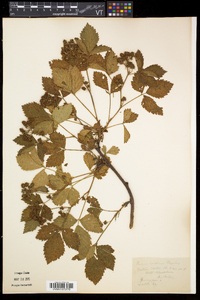 Rubus setosus image