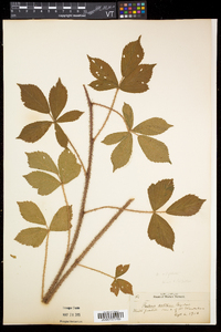 Rubus setosus image