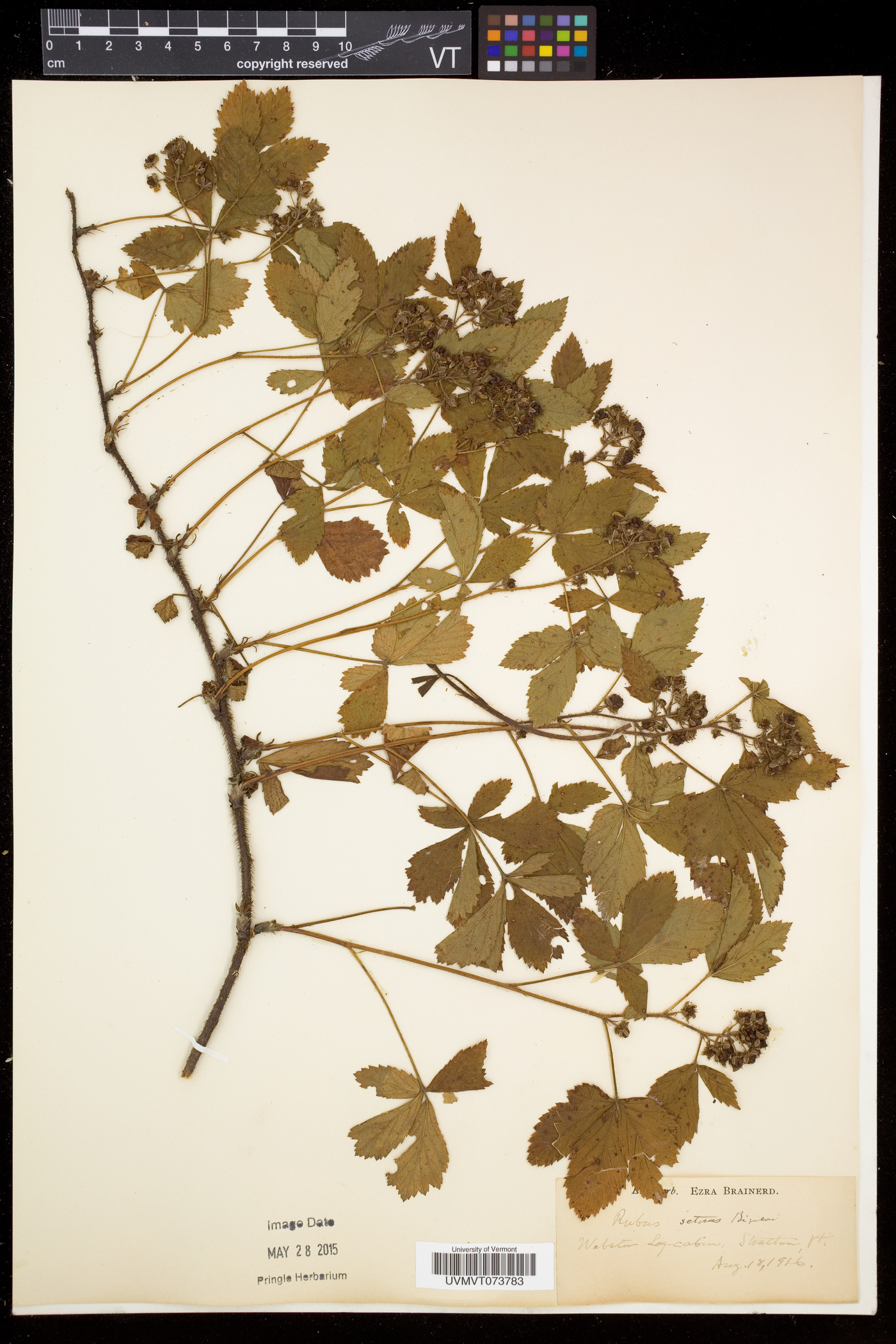 Rubus setosus image