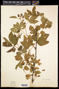 Rubus setosus image