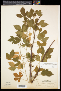 Rubus setosus image