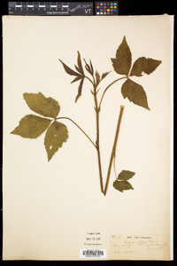 Rubus setosus image