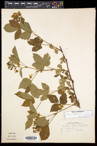 Rubus hispidus image