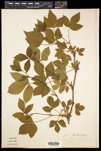 Rubus setosus image