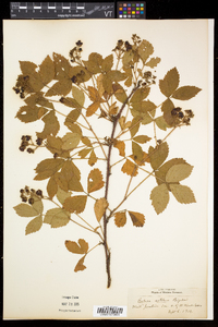 Rubus setosus image