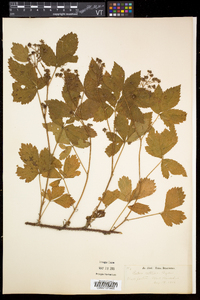 Rubus setosus image