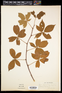 Rubus setosus image