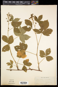 Rubus setosus image