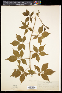 Rubus setosus image