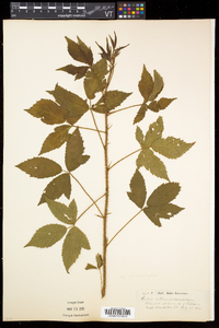 Rubus setosus image