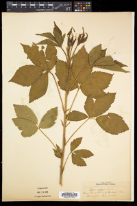 Rubus setosus image