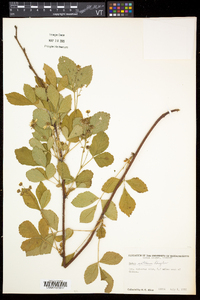 Rubus setosus image