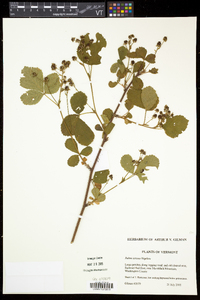 Rubus setosus image