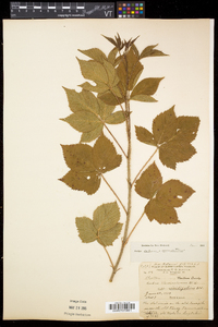 Rubus setosus image