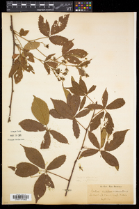 Rubus setosus image