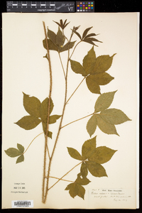 Rubus setosus image