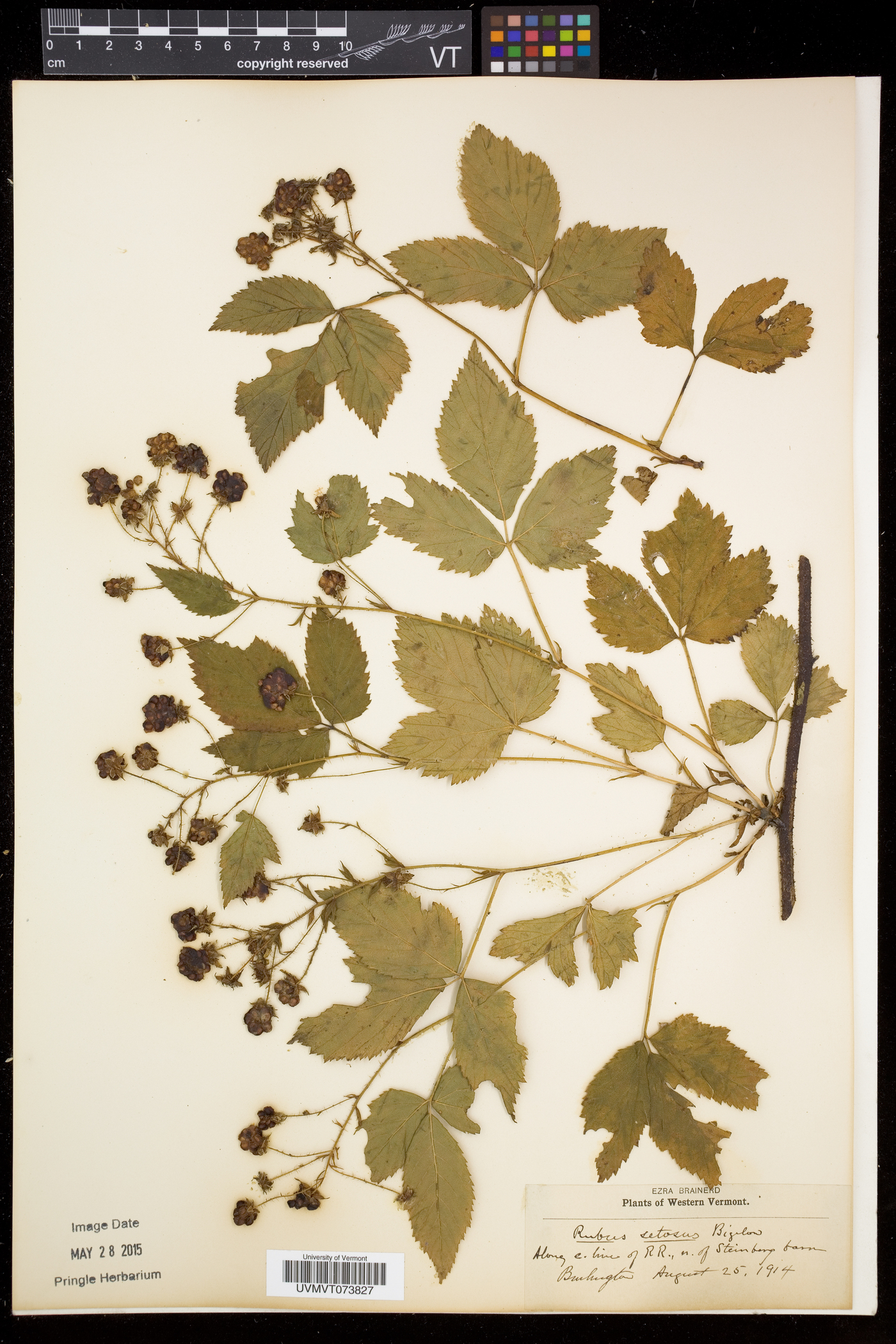 Rubus setosus image