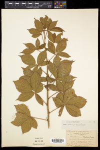 Rubus setosus image