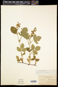 Rubus setosus image