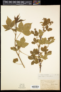 Rubus setosus image