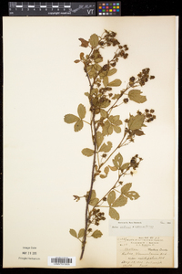 Rubus setosus image