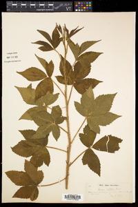 Rubus setosus image