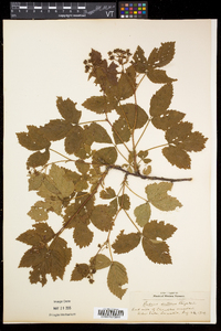 Rubus setosus image