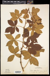 Rubus setosus image