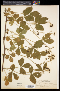 Rubus setosus image