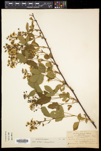 Rubus setosus image